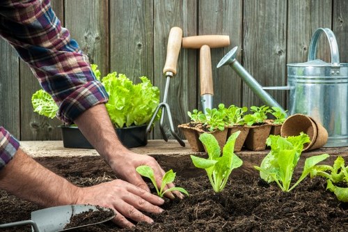 Garden preparation and planting layout for soft landscaping in Hanwell